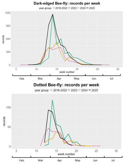 Chart showing number of records per week for the two spring bee-fly species, for the years 2016 to 2025