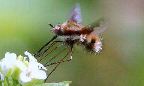 Bee-fly hovering over flower, by Sue Collison