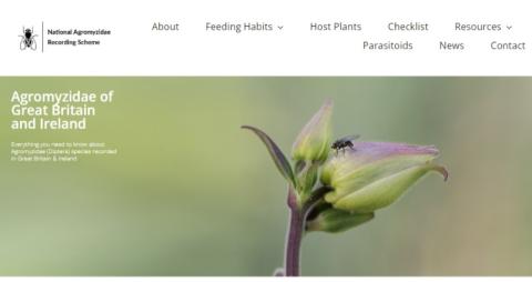 screenshot of the Agromyzidae website