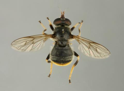 A museum specimen of the Pine Hoverfly, Blera fallax, dorsal view with wings spread