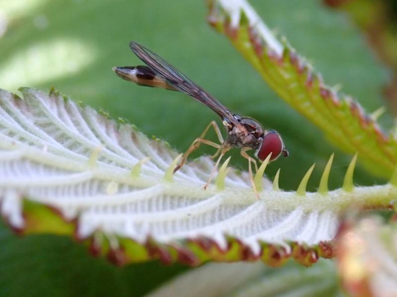 A hoverfly, Baccha elongata