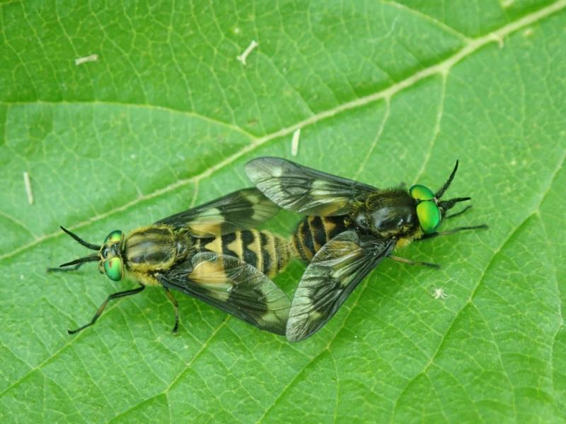 Twin-lobed Deerfly, Chrysops relictus (mating pair)