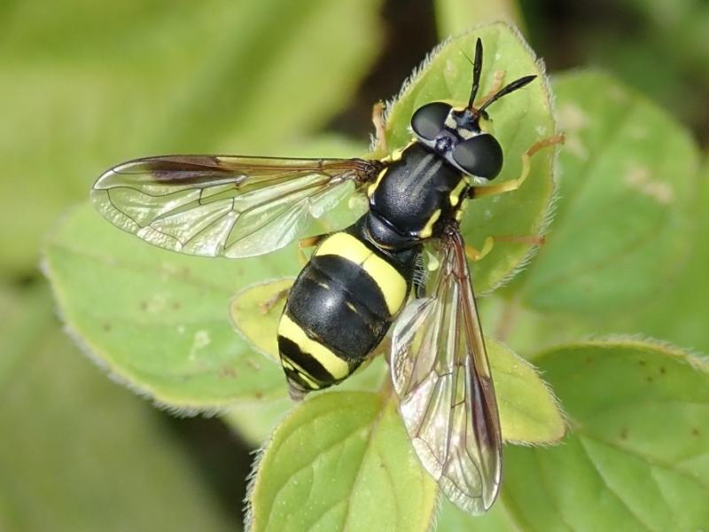 A hoverfly, Chrysotoxum bicinctum