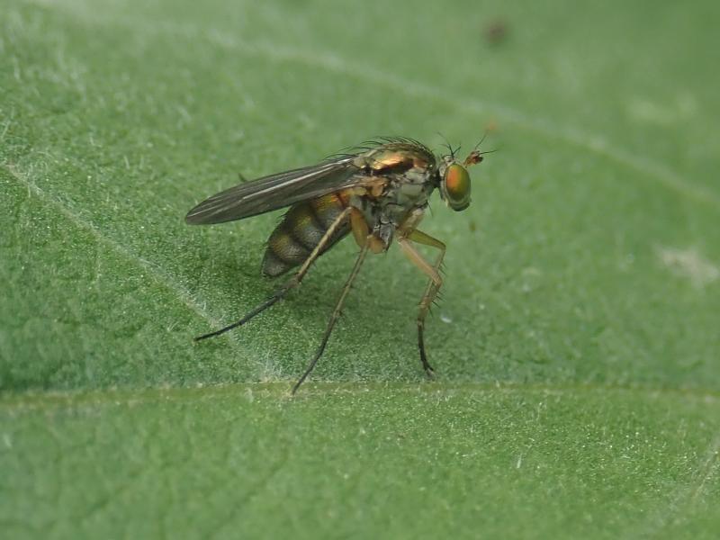 A dolichopodid fly