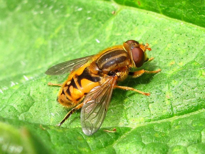 Parhelophilus species, a hoverfly
