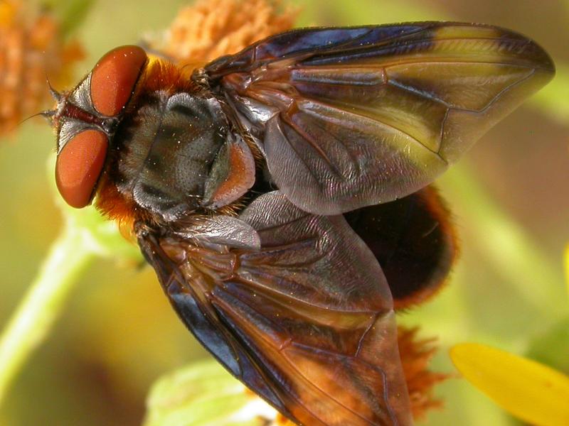 A tachinid fly, Phasia hemiptera