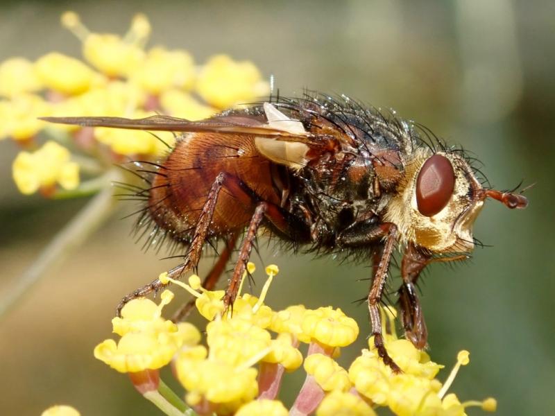 A parasitic fly, Tachina fera
