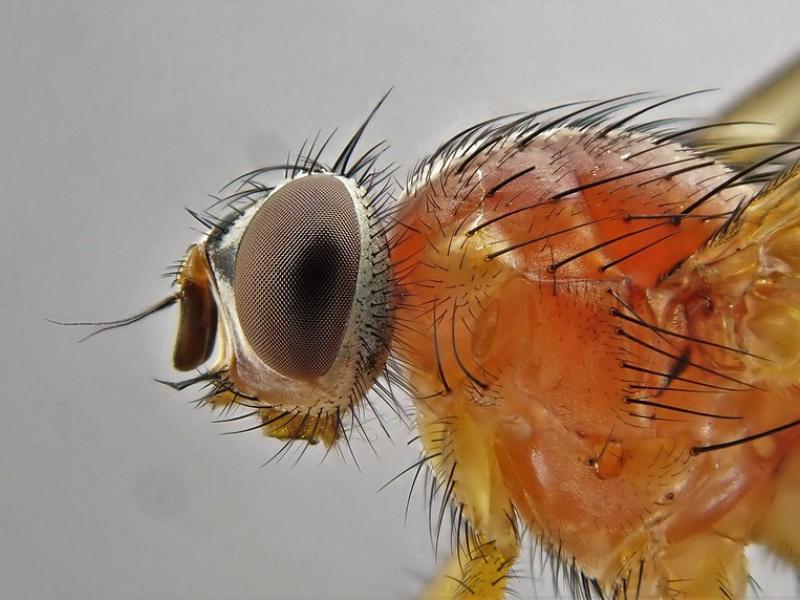 A muscid fly, Thricops diaphanus