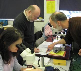 Using microscopes to identify flies (photo by Judy Webb)