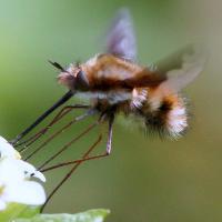 Bee-fly hovering over flower, by Sue Collison