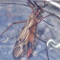 june cranefly