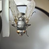 dorsal