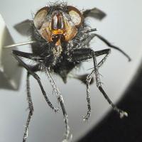 anterior