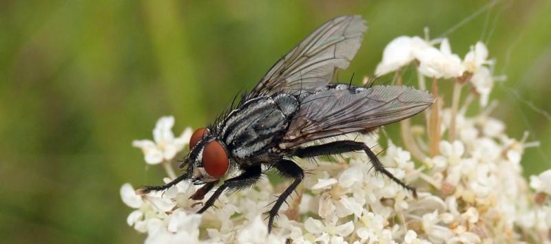 Sarcophaga vagans (m). Image by Nigel Jones 2019