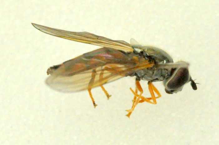 Female X. comptus